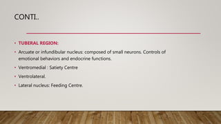CONTI..
• TUBERAL REGION:
• Arcuate or infundibular nucleus: composed of small neurons. Controls of
emotional behaviors and endocrine functions.
• Ventromedial : Satiety Centre
• Ventrolateral.
• Lateral nucleus: Feeding Centre.
 