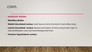 CONTI..
• MAMILARY REGION:
• Mamillary Bodies:
• Medial intercalated nucleus: small neurons forms the bulk of mammillary body.
• Lateral intercalated nucleus: Receive termination of fornix and provide origin to
mammillothalamic tract and mammilotegmental tract.
• Posterior Hypothalamic nucleus.
 