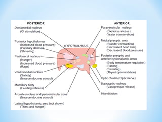 Comprehensive Overview of Hypothalamus: Anatomy, Functions, and ...