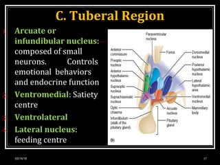 C. Tuberal Region
1. Arcuate or
infundibular nucleus:
composed of small
neurons. Controls
emotional behaviors
and endocrine function
2. Ventromedial: Satiety
centre
3. Ventrolateral
4. Lateral nucleus:
feeding centre
03/14/16 17
 
