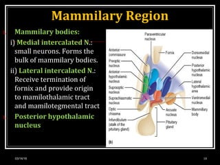 Mammilary Region
1. Mammilary bodies:
i) Medial intercalated N.:
small neurons. Forms the
bulk of mammilary bodies.
ii) Lateral intercalated N.:
Receive termination of
fornix and provide origin
to mamilothalamic tract
and mamilotegmental tract
1. Posterior hypothalamic
nucleus
03/14/16 18
 