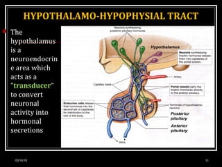 HYPOTHALAMO-HYPOPHYSIAL TRACT
 The
hypothalamus
is a
neuroendocrin
e area which
acts as a
"transducer"
to convert
neuronal
activity into
hormonal
secretions
03/14/16 31
 