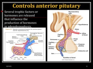 Controls anterior pitutary
 Several trophic factors or
hormones are released
that influence the
production of hormones
in adenohypophysis.
03/14/16 32
 