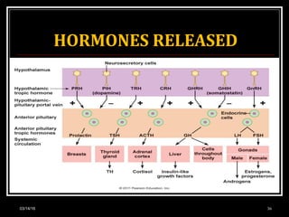 HORMONES RELEASED
03/14/16 36
 