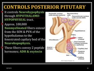 CONTROLS POSTERIOR PITUTARY
 It controls Neurohypophysis
through HYPOTHALAMO-
HYPOPHYSEAL tract.
 Approx. 100,000
Nonmyelinated fibers extend
from the SON & PVN of the
hypothalamus to the
fenestrated capilary bed of the
Neurohupophysis.
 These fibers convey 2 peptide
hormones; ADH & oxytocin
03/14/16 38
 
