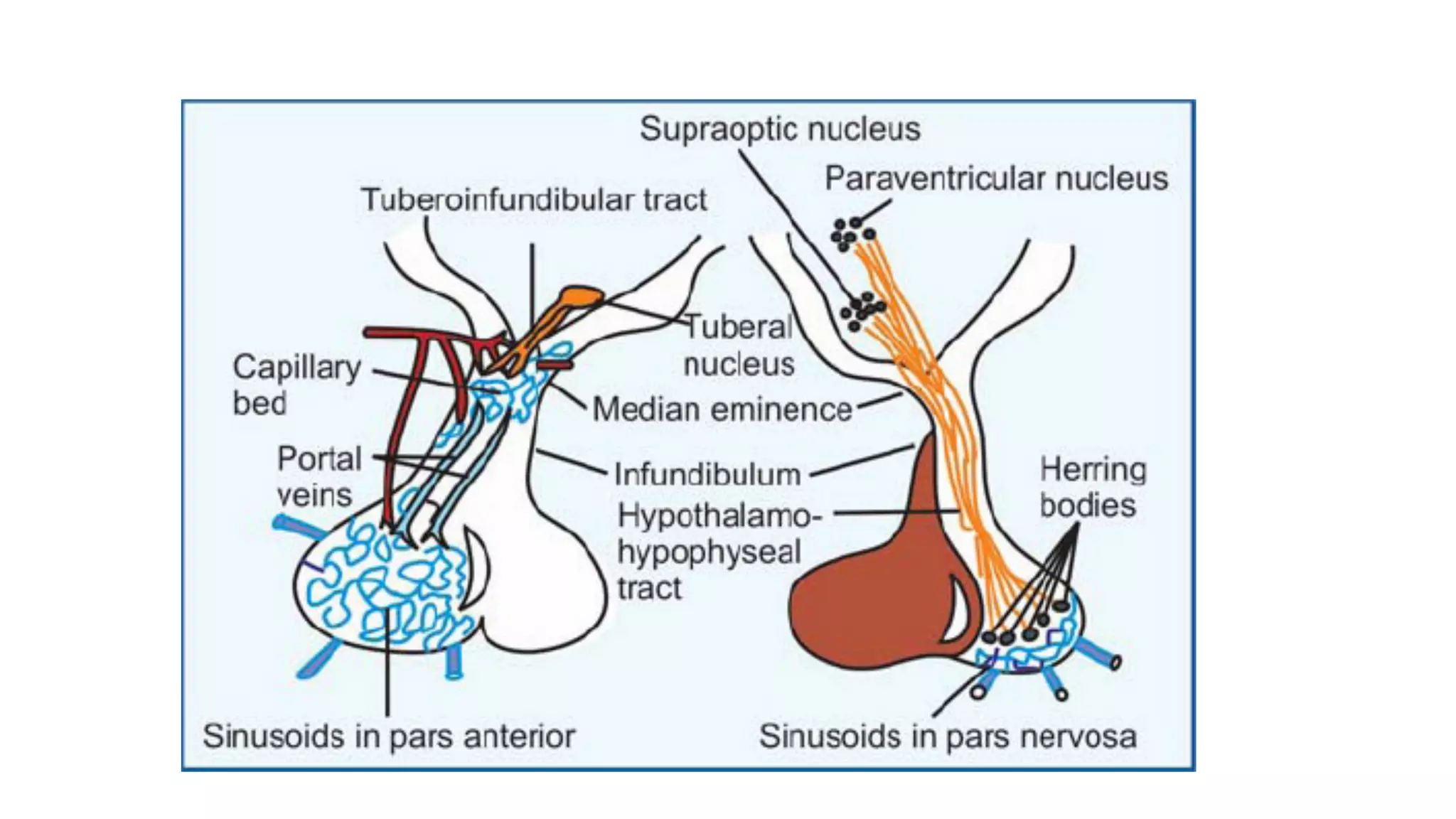 Hypothalamus and pituitary gland | PPT