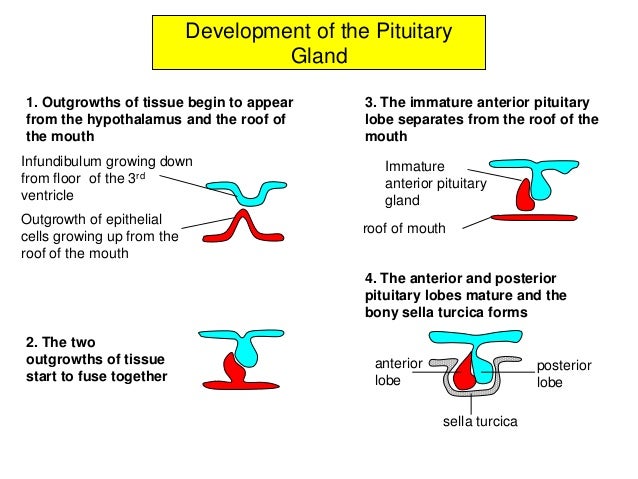 Hypothalamus and Pituitary Gland