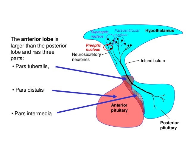 Hypothalamus and Pituitary Gland