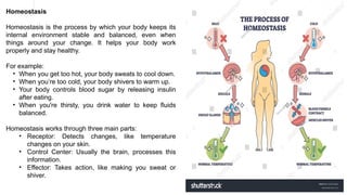 Hypothalamus short ppt by Dr. Neha [PT].pptx