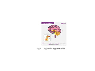 Hypothalamus_nuclei_ structure_functions.pptx