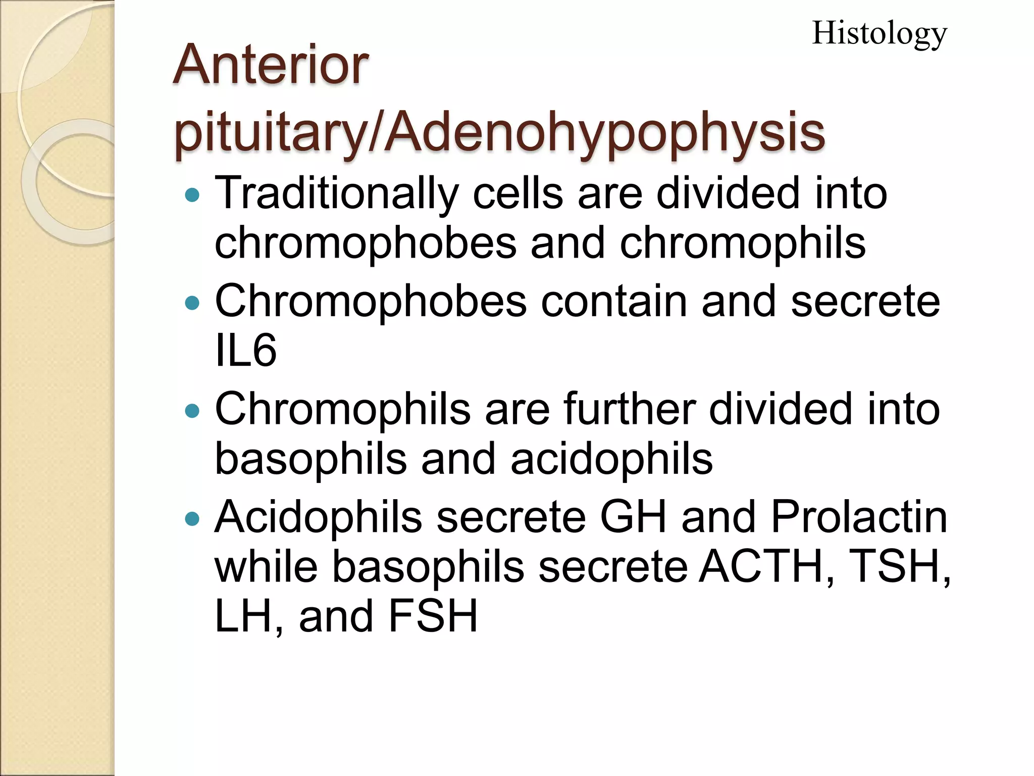 Anterior
pituitary/Adenohypophysis
 Traditionally cells are divided into
chromophobes and chromophils
 Chromophobes contain and secrete
IL6
 Chromophils are further divided into
basophils and acidophils
 Acidophils secrete GH and Prolactin
while basophils secrete ACTH, TSH,
LH, and FSH
Histology
 