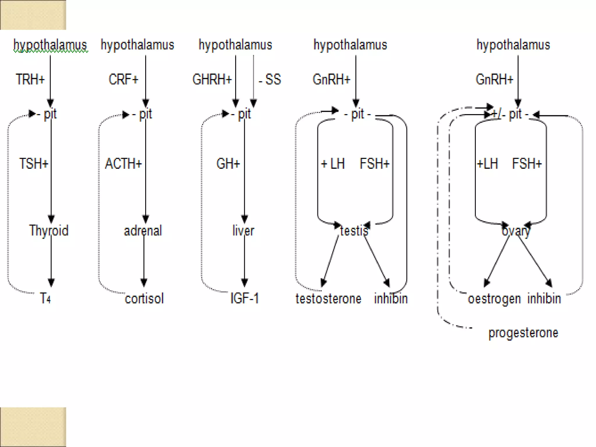 Hypothalamus Pituitary Axis.ppt