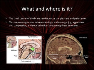 The Hypothalamus | PPT