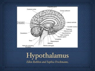 Hypothalamus
E!en Robben and Sophia Freckmann
 