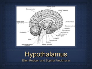 Hypothalamus ,[object Object]