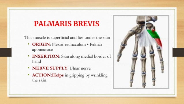 Hypothenar by Hadiuzzaman .pptx