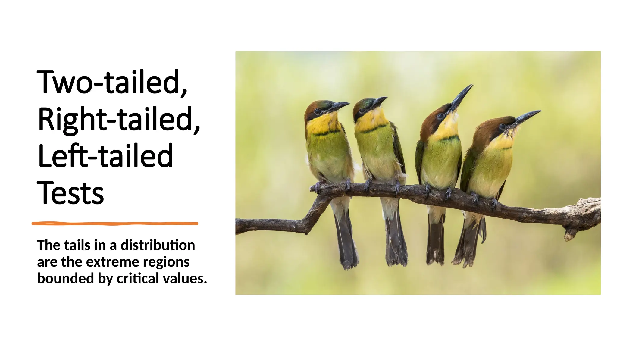 Two-tailed,
Right-tailed,
Left-tailed
Tests
The tails in a distribution
are the extreme regions
bounded by critical values.
 