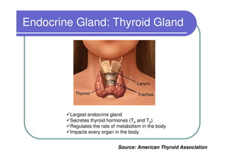 Endocrine Gland: Thyroid Gland




        Largest endocrine gland
        Secretes thyroid hormones (T4 and T3)
        Regulates the rate of metabolism in the body
        Impacts every organ in the body


                             Source: American Thyroid Association
 