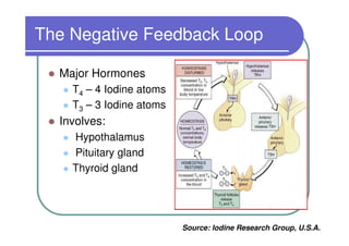 The Negative Feedback Loop

  Major Hormones
    T4 – 4 Iodine atoms
    T3 – 3 Iodine atoms
  Involves:
    Hypothalamus
    Pituitary gland
    Thyroid gland




                          Source: Iodine Research Group, U.S.A.
 