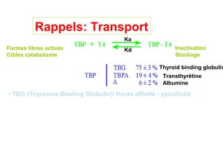 Rappels: Transport
                                        Ka
Formes libres actives                   Kd                Inactivation
Cibles catabolisme                                        Stockage

                                                    Thyroid binding globulin
                                                      Transthyrétine
                                                      Albumine
• TBG (Thyroxine-Binding Globulin)/ Haute affinité - spécificité
 