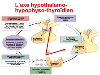 L’axe hypothalamo-
hypophyso-thyroïdien




          -
 