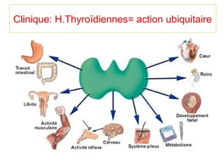 Clinique: H.Thyroïdiennes= action ubiquitaire
 