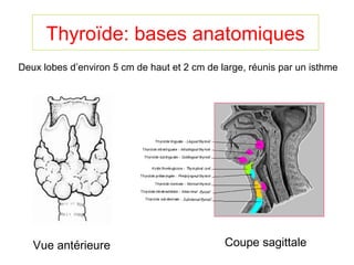 Thyroïde: bases anatomiques
Deux lobes d’environ 5 cm de haut et 2 cm de large, réunis par un isthme




   Vue antérieure                             Coupe sagittale
 