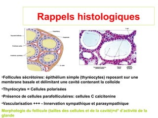 Rappels histologiques




•Follicules sécrétoires: épithélium simple (thyréocytes) reposant sur une
membrane basale et délimitant une cavité contenant la colloïde
•Thyréocytes = Cellules polarisées
•Présence de cellules parafolliculaires: cellules C calcitonine
•Vascularisation +++ - Innervation sympathique et parasympathique
Morphologie du follicule (tailles des cellules et de la cavité)=d° d’activité de la
glande
 