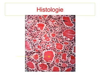 Histologie
 
