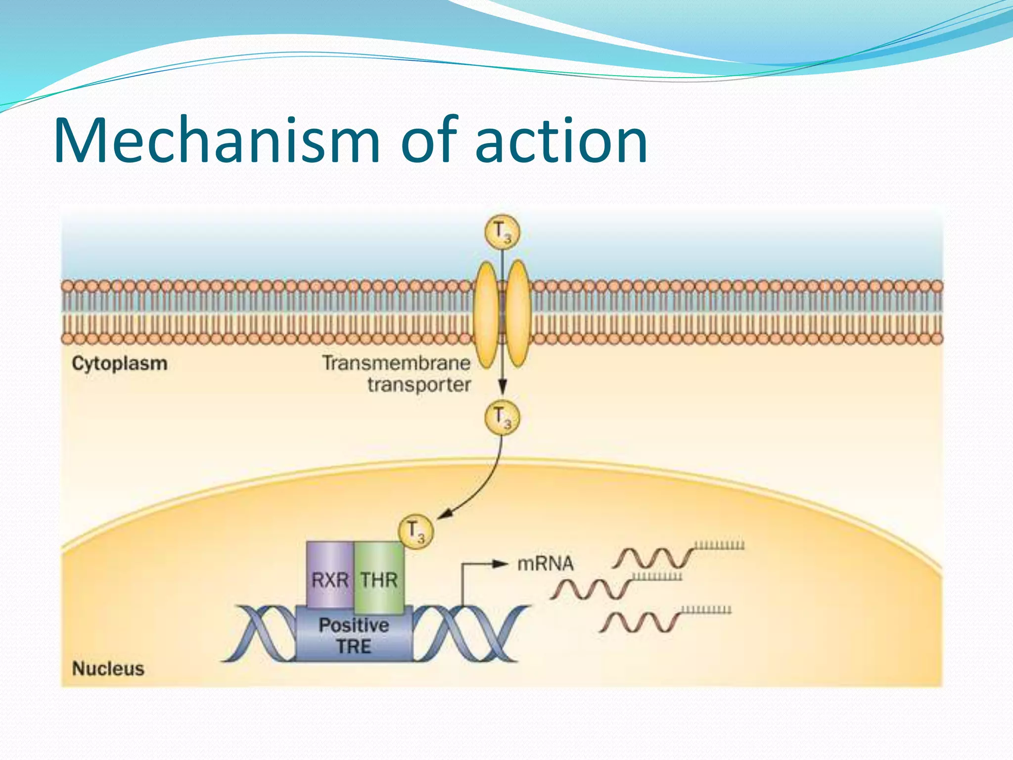 Mechanism of action
 