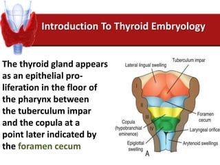 Introduction To Thyroid Embryology
The thyroid gland appears
as an epithelial pro-
liferation in the floor of
the pharynx between
the tuberculum impar
and the copula at a
point later indicated by
the foramen cecum
 