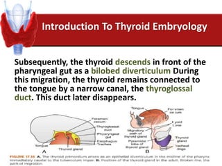 Introduction To Thyroid Embryology
Subsequently, the thyroid descends in front of the
pharyngeal gut as a bilobed diverticulum During
this migration, the thyroid remains connected to
the tongue by a narrow canal, the thyroglossal
duct. This duct later disappears.
 