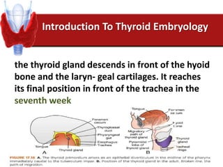 Introduction To Thyroid Embryology
the thyroid gland descends in front of the hyoid
bone and the laryn- geal cartilages. It reaches
its final position in front of the trachea in the
seventh week
 
