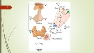 Thyroid and its pathology (Hypothyroidism). | PPTX