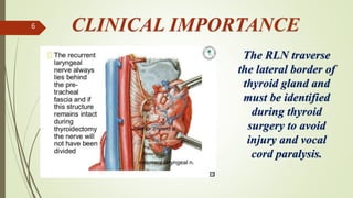 Thyroid and its pathology (Hypothyroidism). | PPTX