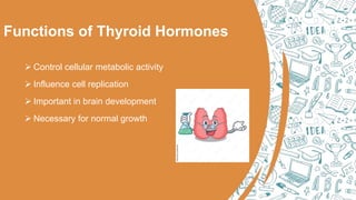 Functions of Thyroid Hormones
 Control cellular metabolic activity
 Influence cell replication
 Important in brain development
 Necessary for normal growth
 