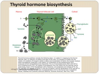 Thyroid hormone biosynthesis




         Thyroid hormone synthesis includes the following steps: (1) iodide (I -) trapping by the thyroid
         follicular cells; (2) diffusion of iodide to the apex of the cells; (3) transport of iodide into the
         colloid; (4) oxidation of inorganic iodide to iodine and incorporation of iodine into tyrosine residues
         within thyroglobulin molecules in the colloid; (5) combination of two diiodotyrosine (DIT)
         molecules to form tetraiodothyronine (thyroxine, T4) or of monoiodotyrosine (MIT) with DIT to
         form triiodothyronine (T3); (6) uptake of thyroglobulin from the colloid into the follicular cell by
         endocytosis, fusion of the thyroglobulin with a lysosome, and proteolysis and release of T4, T3,
         DIT, and MIT; (7) release of T4 and T3 into the circulation; and (8) deiodination of DIT and MIT to
vitrag24 yield tyrosine. T3 is also formed from monodeiodination of T4 in the thyroid and in peripheral
         - www.medicalgeek.com
         tissues. Modified from Scientific American Medicine, Scientific American, New York, 1995.
 