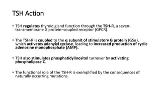 Tsh R Hypothyroidism full shivaom | PPTX