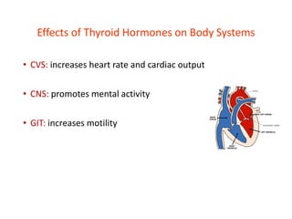 Effects of Thyroid Hormones on Body Systems
• CVS: increases heart rate and cardiac output
• CNS: promotes mental activity
• GIT: increases motility
 