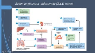 Renin–angiotensin–aldosterone (RAA) system
F.g 18.16 pg, 667
 
