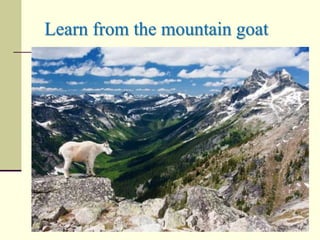 Learn from the mountain goat
 