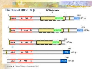 Hypoxia (HIF) as a major target of cancer therapy | PPTX