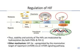 Hypoxia inducible factor (hif) | PDF