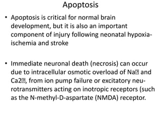 Apoptosis
• Apoptosis is critical for normal brain
development, but it is also an important
component of injury following neonatal hypoxia-
ischemia and stroke
• Immediate neuronal death (necrosis) can occur
due to intracellular osmotic overload of Na and
Ca2 , from ion pump failure or excitatory neu-
rotransmitters acting on inotropic receptors (such
as the N-methyl-D-aspartate (NMDA) receptor.
 