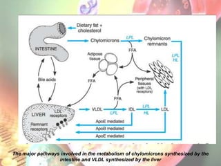 The major pathways involved in the metabolism of chylomicrons synthesized by the
                  intestine and VLDL synthesized by the liver
 