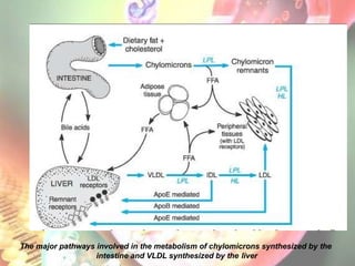 The major pathways involved in the metabolism of chylomicrons synthesized by the
intestine and VLDL synthesized by the liver
 