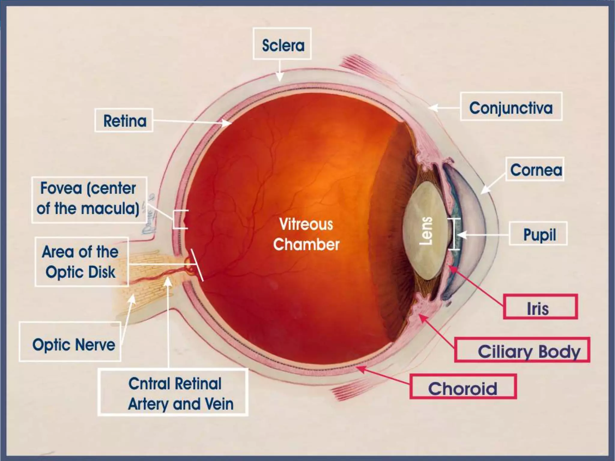 Ophthalmology High yield review