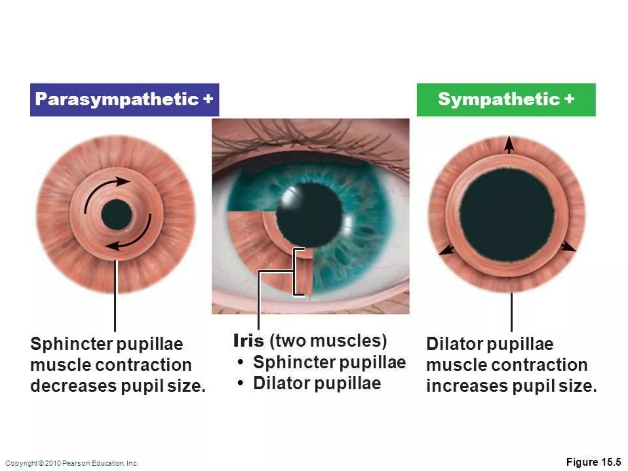 Ophthalmology High yield review