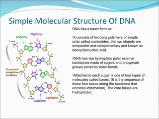 Simple Molecular Structure Of DNA DNA has a basic formula:  It consists of two long polymers of simple units called nucleotides, the two strands are antiparallel and complimentary and known as deoxyribonucleic acid.  DNA has two hydrophilic polar external backbones made of sugars and phosphate groups joined by ester bonds. Attached to each sugar is one of four types of molecules called bases. (It is the sequence of these four bases along the backbone that encodes information). The core bases are hydrophobic. 