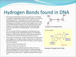 Hydrogen Bonds found in DNA  The base pairs described in the previous slides (two nucleotides on opposite complementary DNA or RNA strands)  are connected via hydrogen bonds . A hydrogen bond is a type of attractive (dipole-dipole) interaction between an electronegative atom and a hydrogen atom bonded to another electronegative atom. In the case of DNA hydrogen bonding is the chemical interaction that underlies and connects the base-pairing. The DNA hydrogen bonds are responsible for holding together  the double helix structure.  The two strands of DNA stay together by H bonds that occur between complementary nucleotide base pairs. Two hydrogen bonds occur between the adenosine and the thymine base pairs, and between the cytosine and the guanine there are three.  A key aspect to look out for  is that a smaller base is always paired with a bigger one. The effect of this is to keep the two chains at a fixed distance from each other all the way along.  Also the pairing has to be as follows: adenine (A) pairs with thymine (T); guanine (G) pairs with cytosine (C). This is because these particular pairs fit exactly to form very effective hydrogen bonds with each other. It is these hydrogen bonds which hold the two chains together. The base pairs will not be paired in any other order i.e. adenine (A) paired with cytosine (C). Example of a Hydrogen Bond Example of hydrogen bond in DNA. 